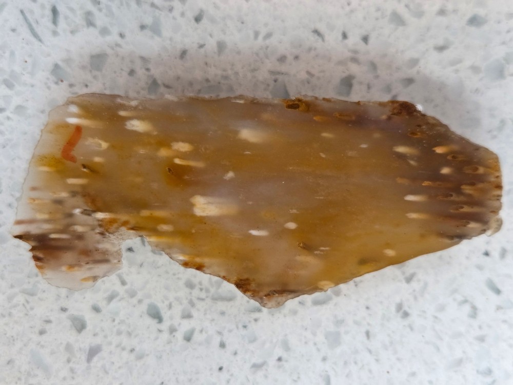 Agatized Palm Slab