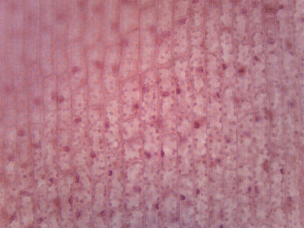 Chloroplasts - Prepared Microscope Slide - 75x25mm - Eisco Labs