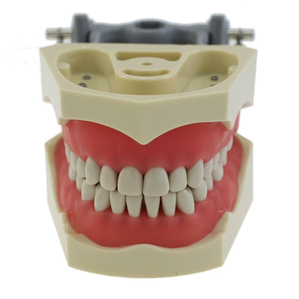 Dental Multiple Types Teaching Teeth Model Typodont Ortho Implant Practice Demo