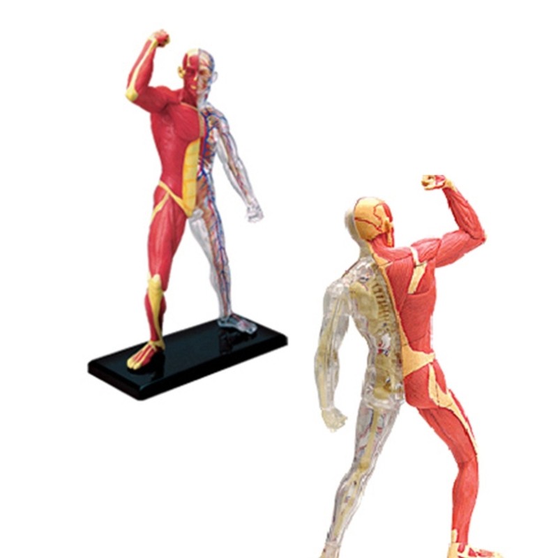 Miniature Muscular System Model Human Muscles Anatomy Model Assembling Toy