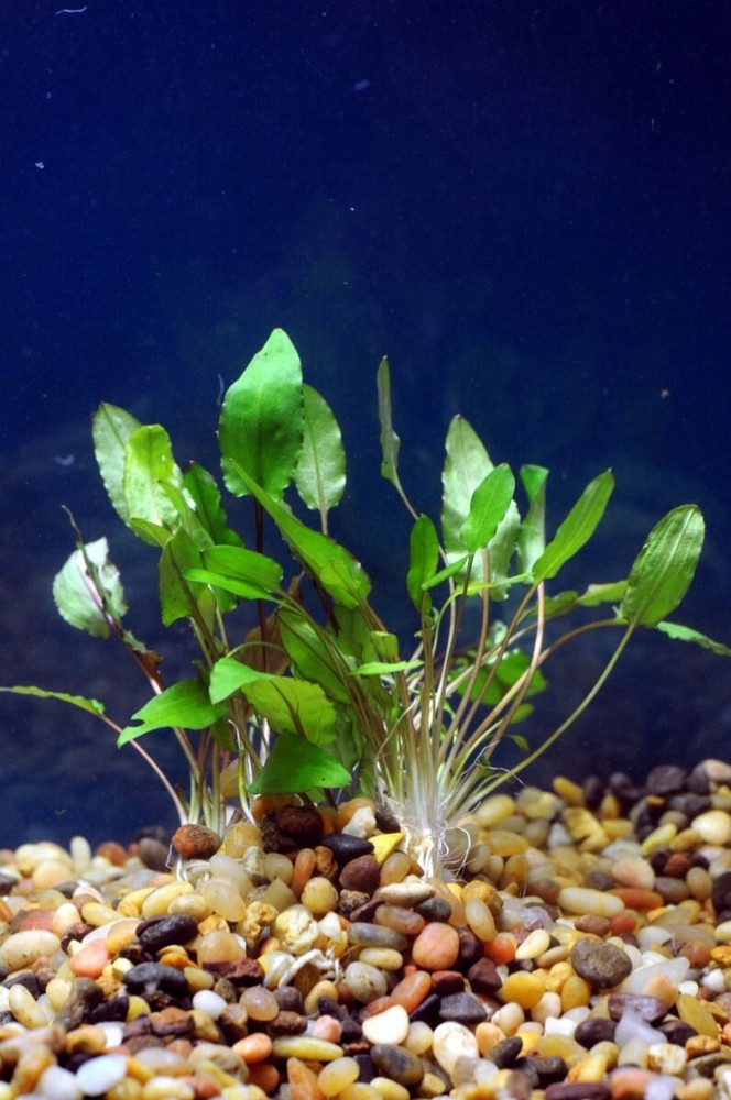Cryptocoryne Wendtii Green Bare Root