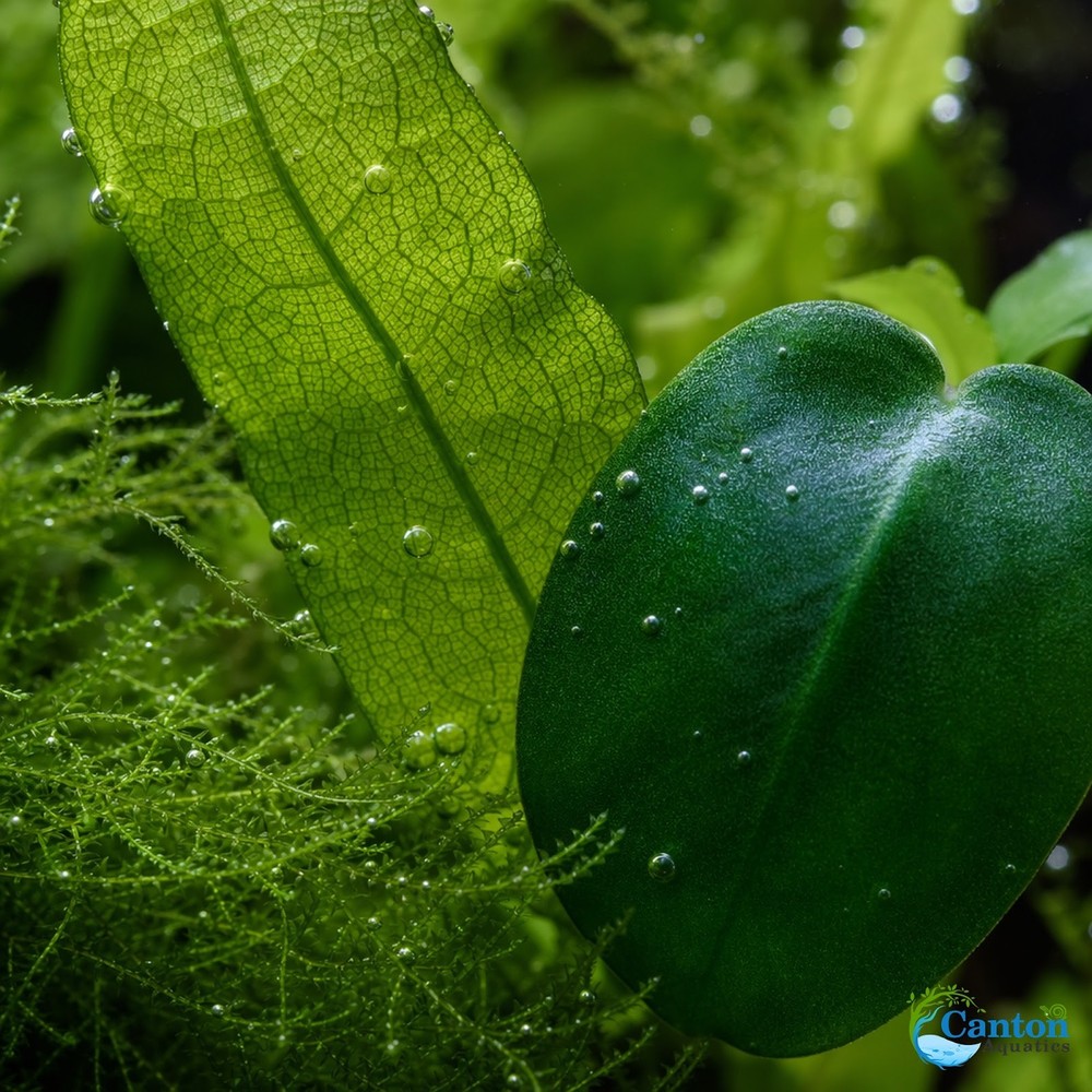 Betta Fish Plant Bundle 5 Live Plants Low Light Aquarium Kit Java Fern