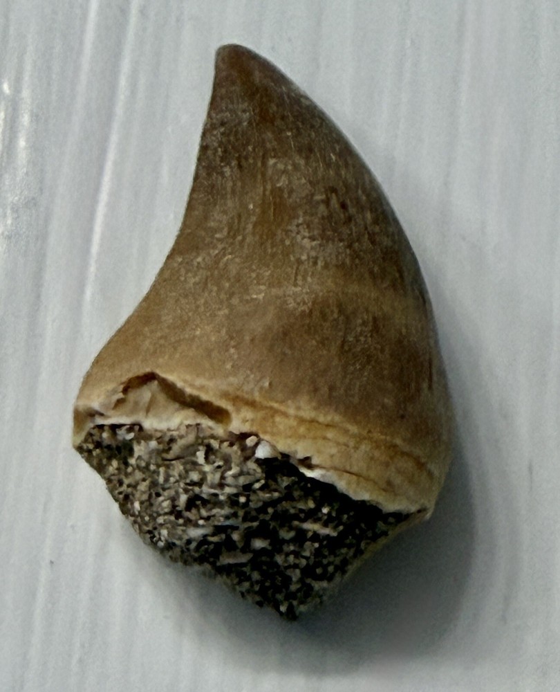 Real Mosasaur Tooth (35cm) - Cretaceous, Guaranteed Authentic, 1 Per Auction