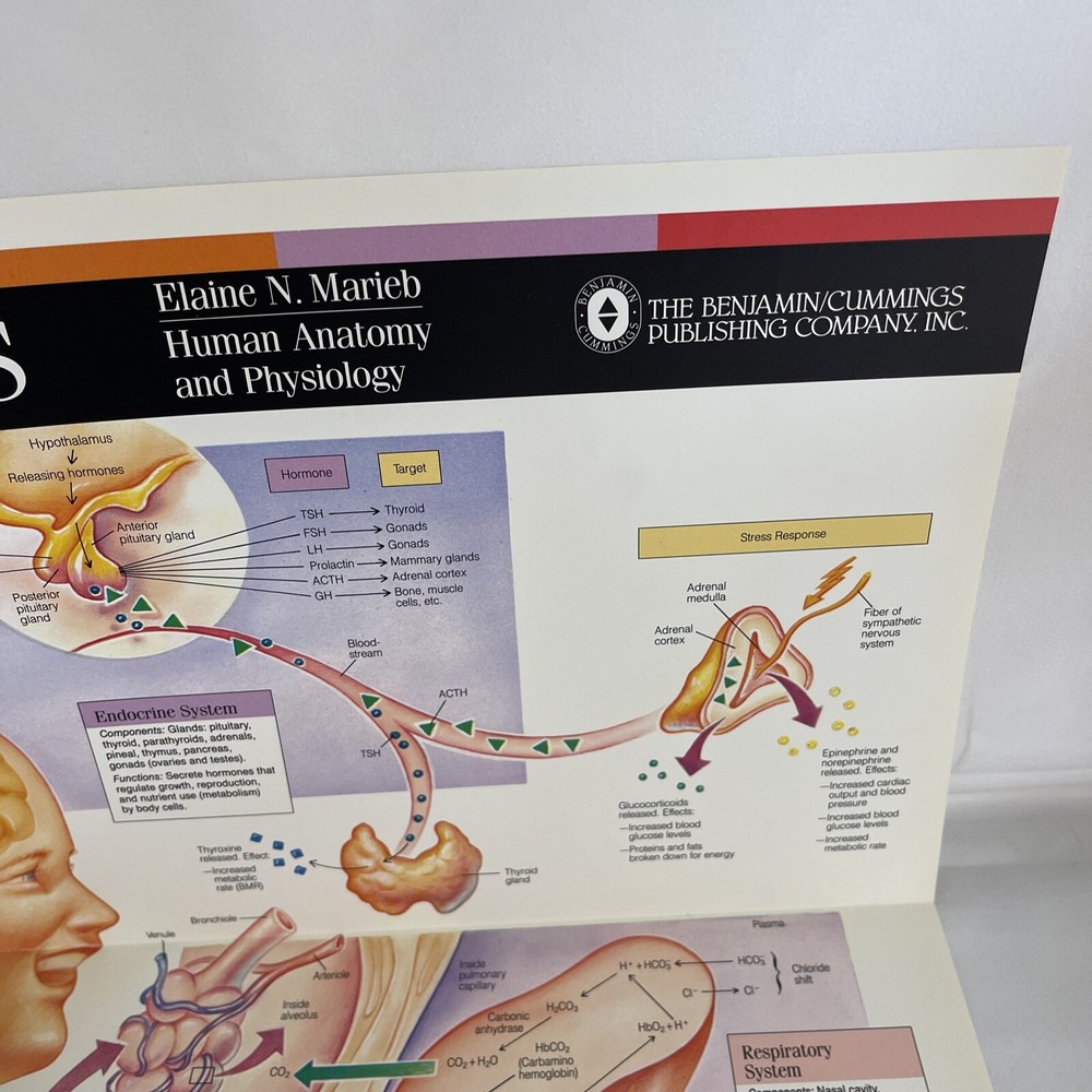 WALL CHART Physiological Interactions 21x32 8 Fold-out Panels 1989 poster