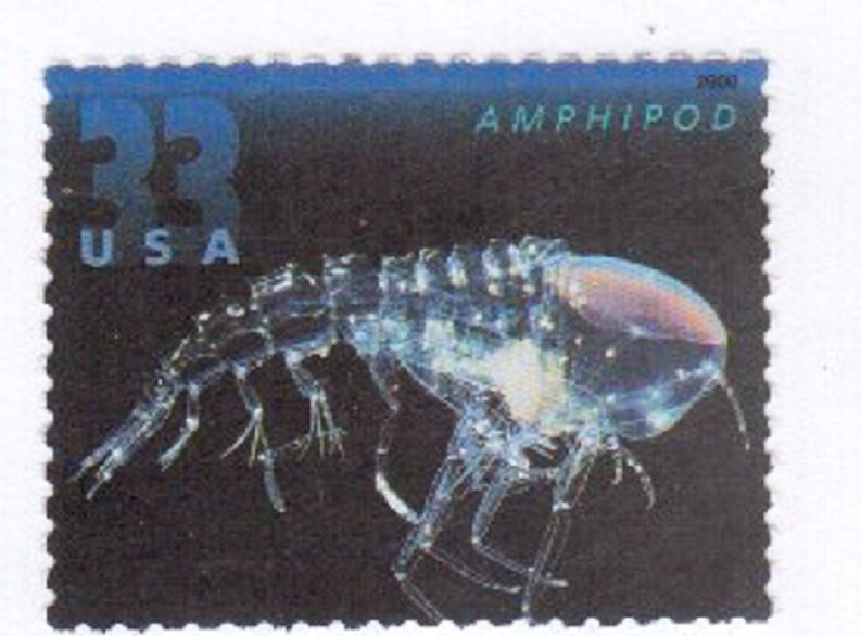 Scott # 3442...33 Cent... Deep Sea Creatures--Amphipod...2 Stamps