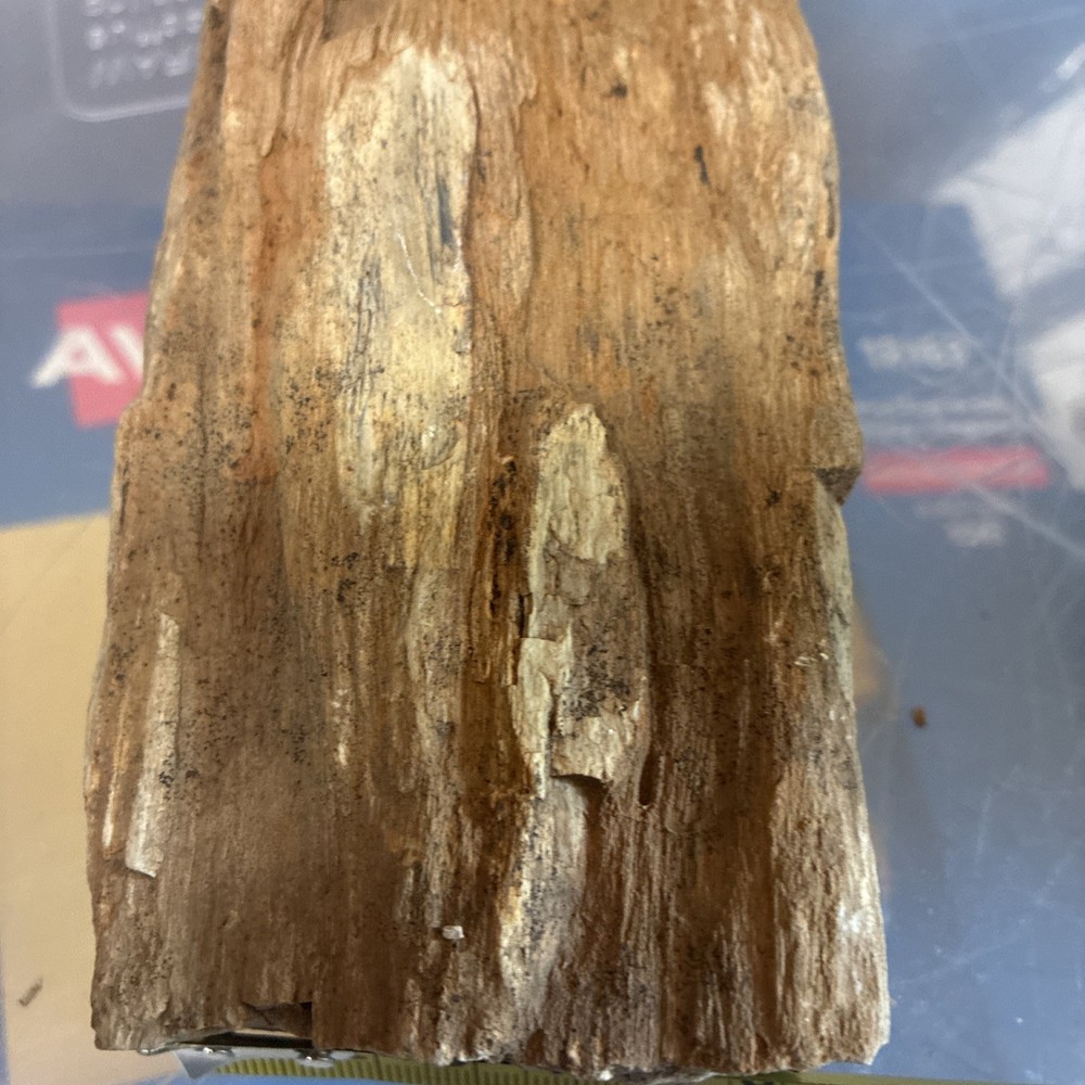 petrified wood rough