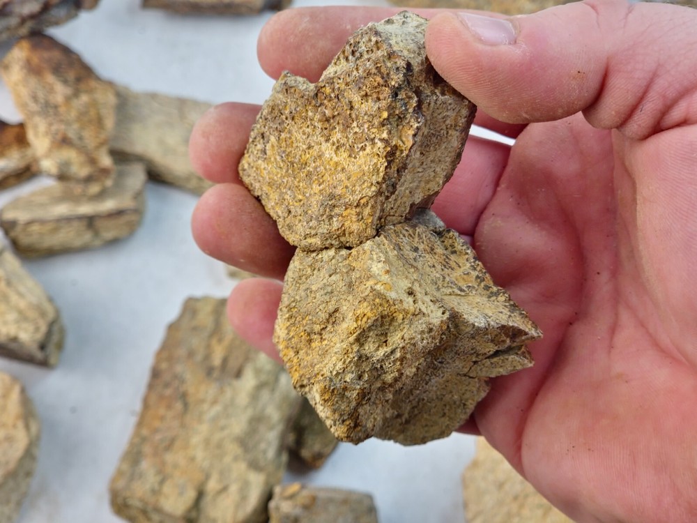 Lance Formation Dinosaur Bone Projects (Triceratops Frill?) - WY