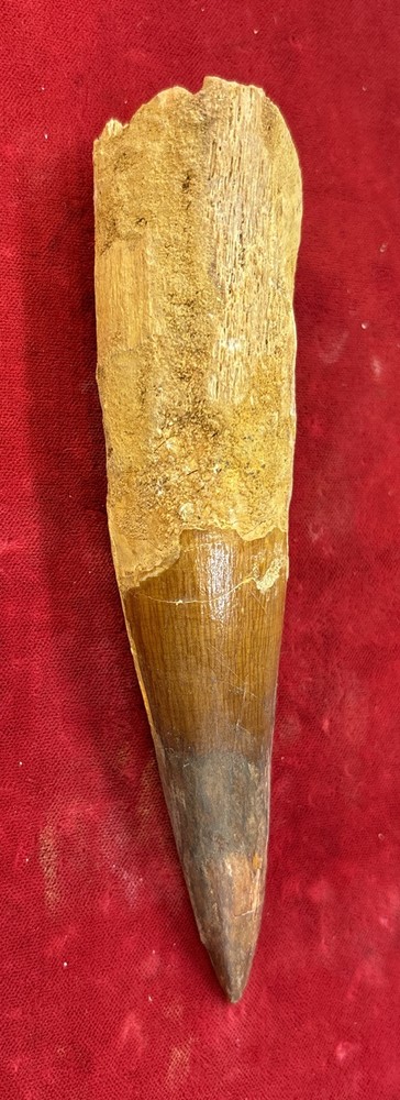 Authentic 5 1/2” Spinosaurus Tooth Fossil