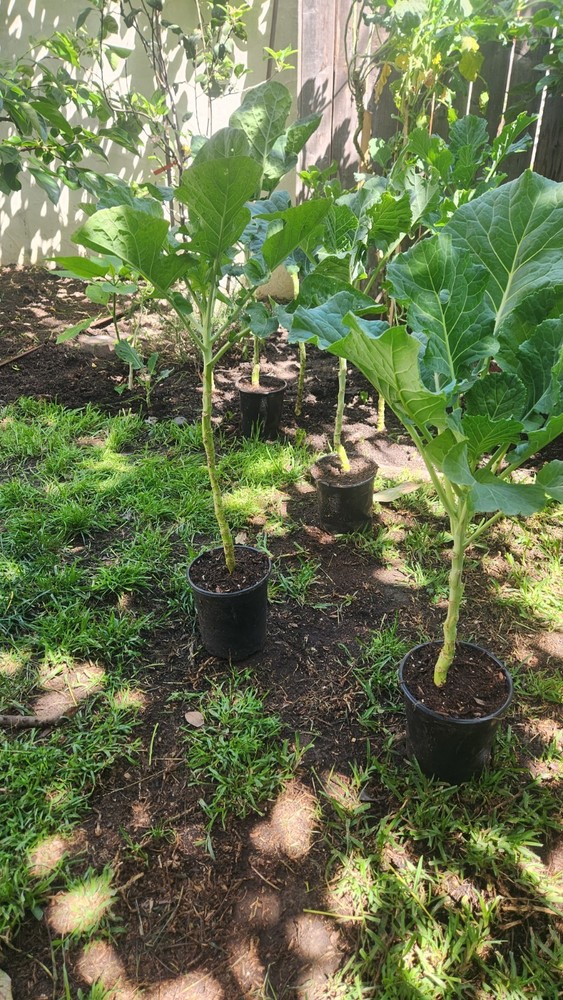 Collard Green Tree 2ea.