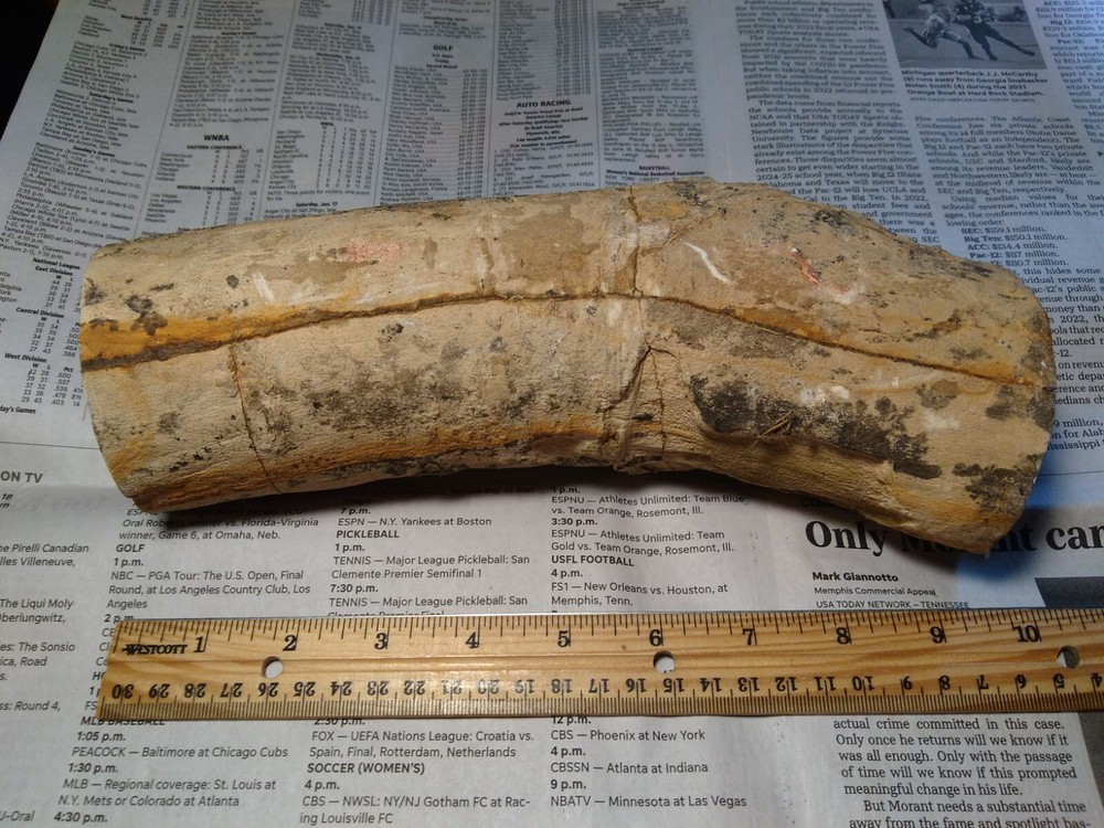 Petrified Wood Limb- Over 6 lbs.