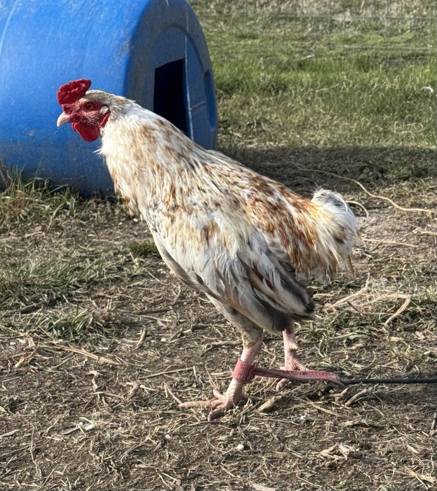 Chicken Hatching Egg