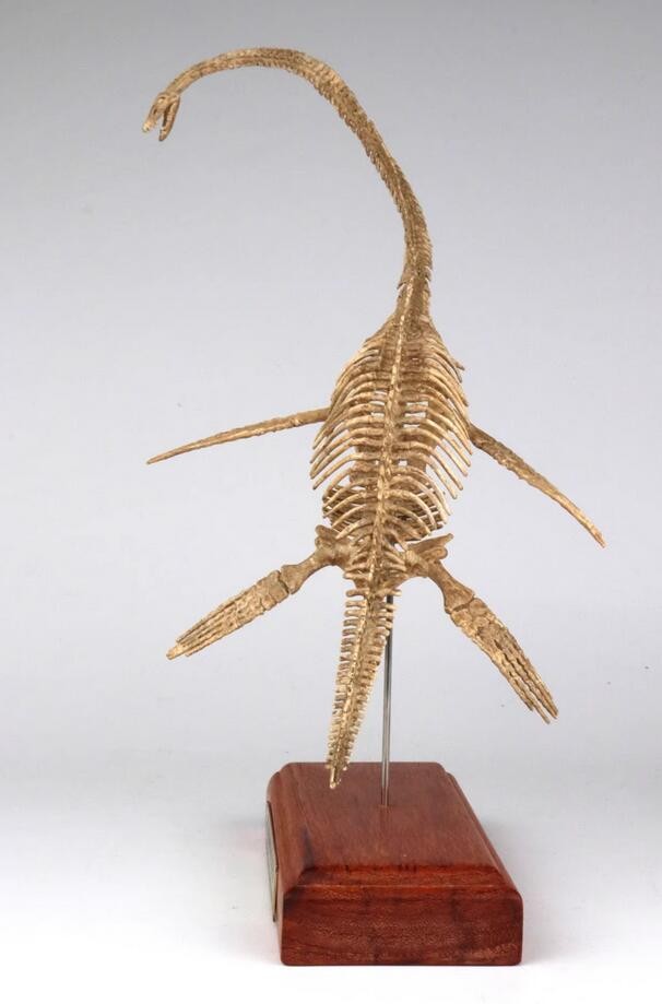 Elasmosaurus Skull Dinosaur Statue Skeleton Model Animal Model Display