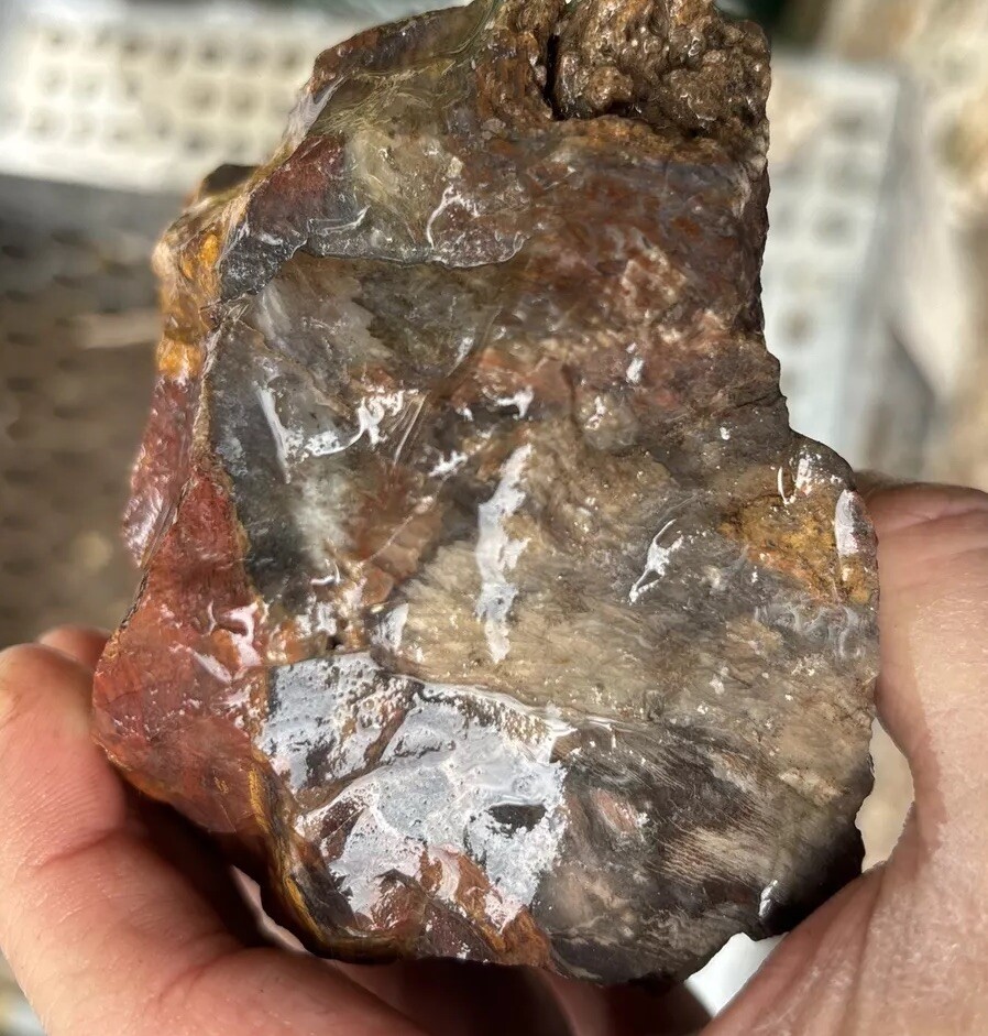Silver Creek Junction Petrified Wood