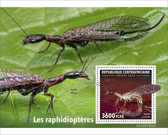 Snakefly