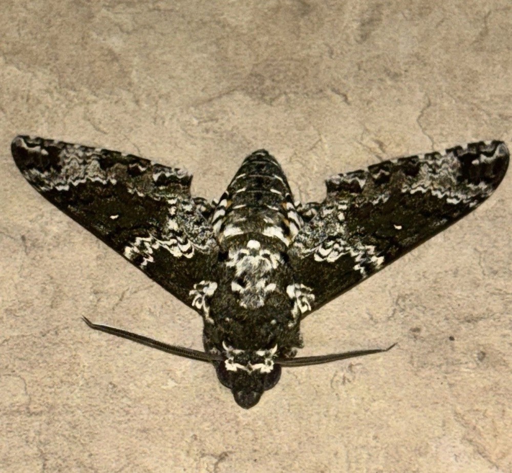 👒 RUSTIC SPHINX MOTH - Beautiful~Largest Sphinx~Specimen~UNMOUNTED~ Entomology
