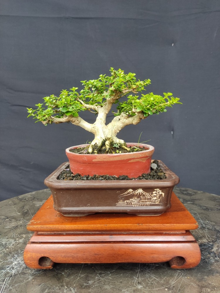 Premna Microphylla Living Tree Bonsai Tree Small Size