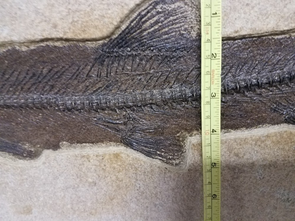 Wonderful 21" Fossil Fish on Slab & Framed