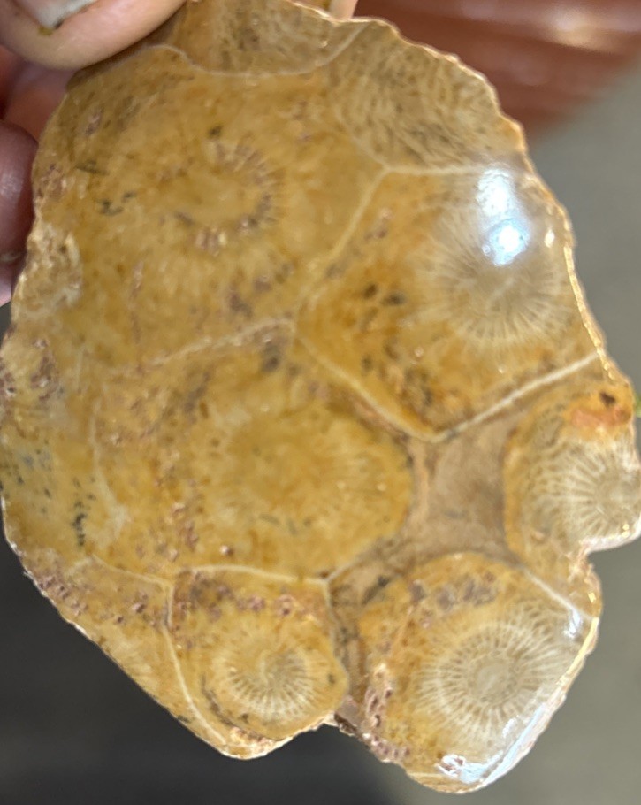 Petrified Coral End Polished