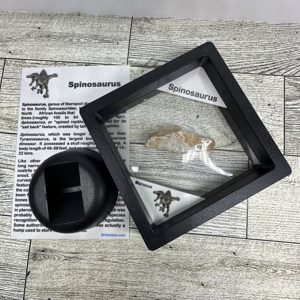 Spinosaurus Extinct Dinosaur Bone Fossil in Display Case