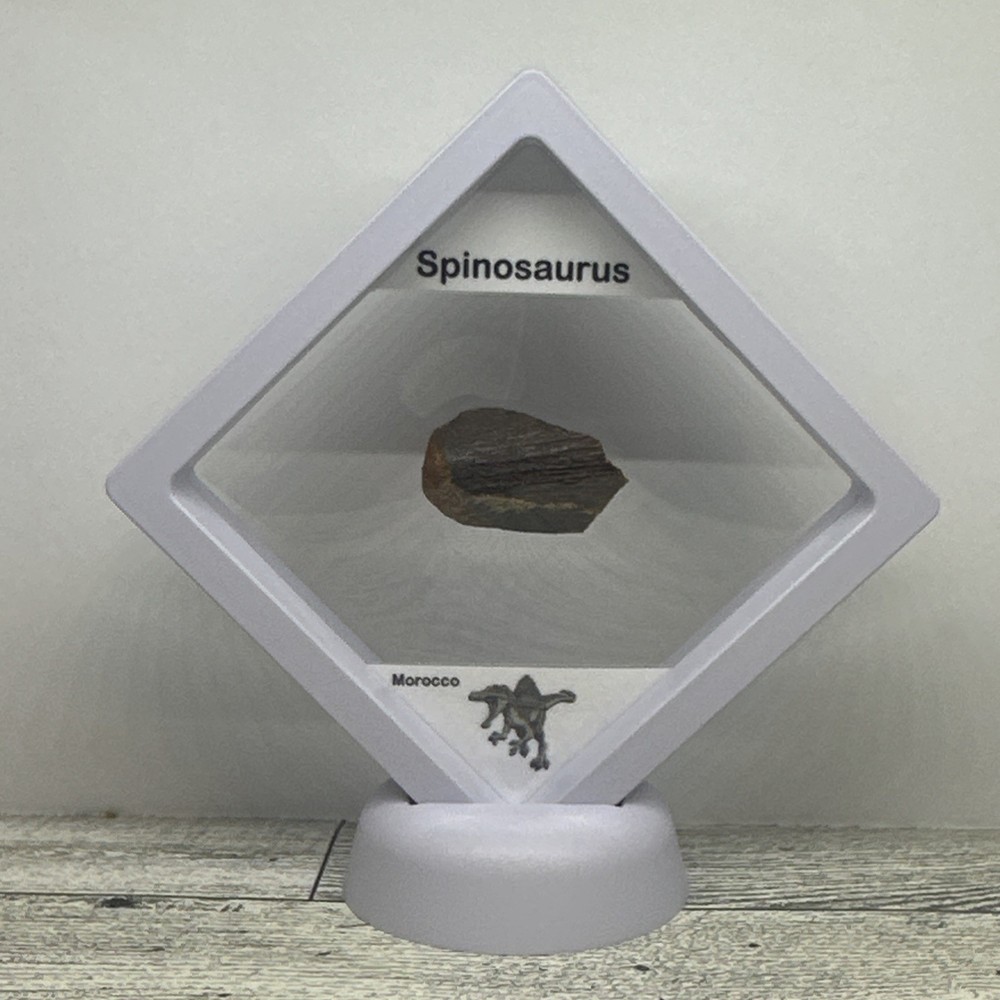 Spinosaurus Extinct Dinosaur Partial Tooth Fossil in Display Case