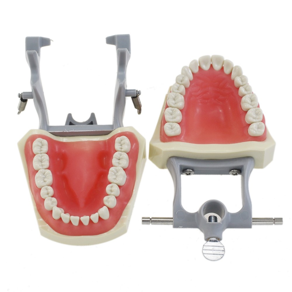 Columbia Dentoform 860 Type Dental Typodont Mounting Pole 32PCS Teeth Removable