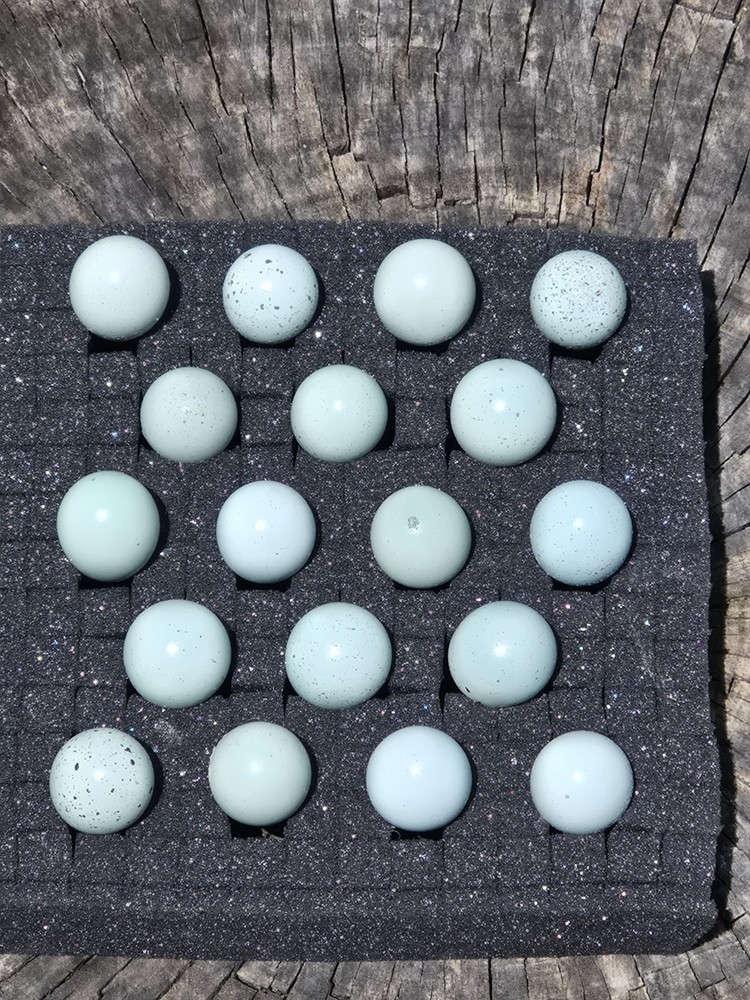 12+ Celadon Blue Coturnix Quail Hatching Eggs - 100% True Blue