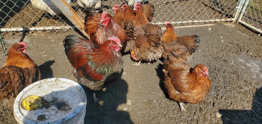 8+ Partridge English Orpington Hatching Eggs 🥚 🐣🐣🥚