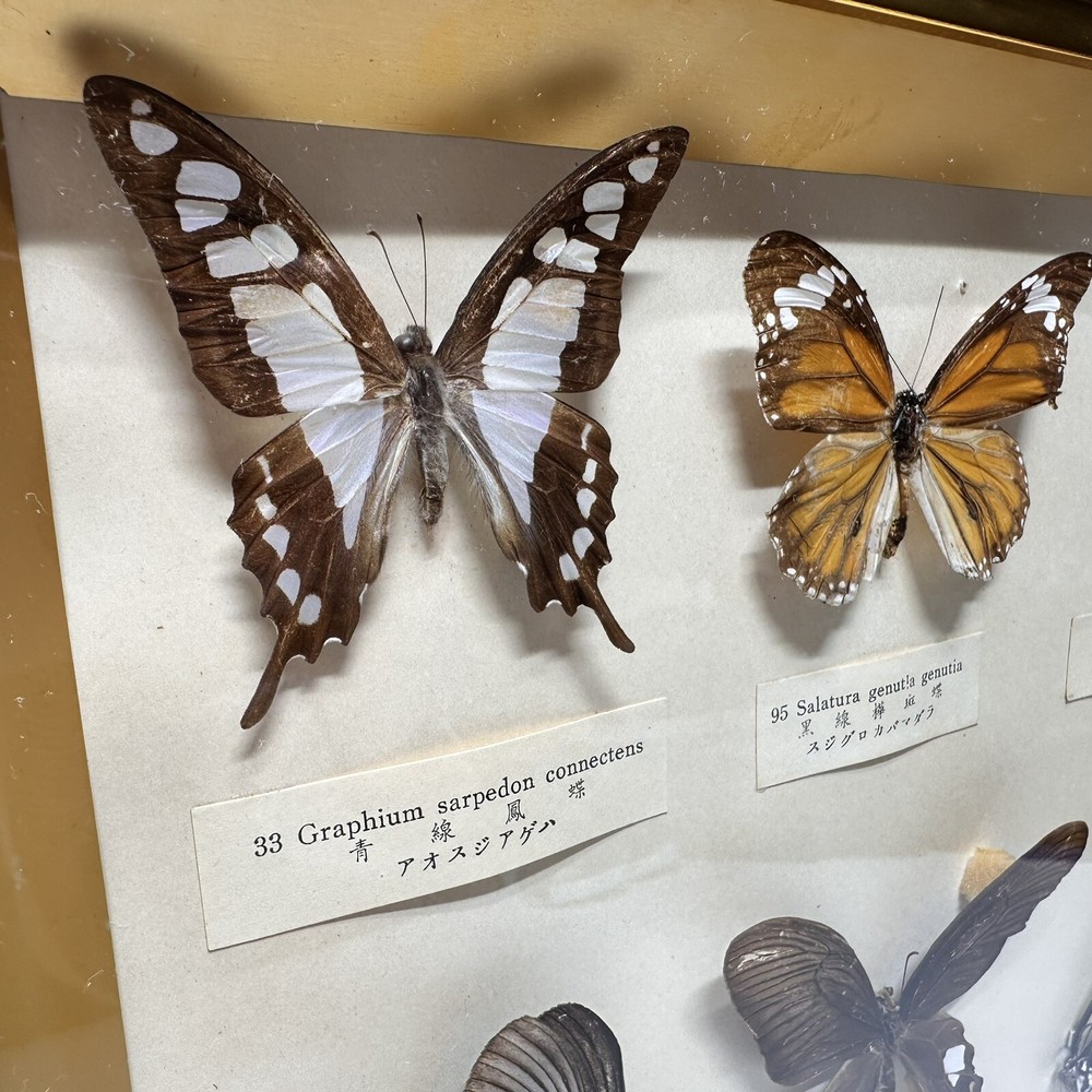 Rare Butterfly Specimen Display