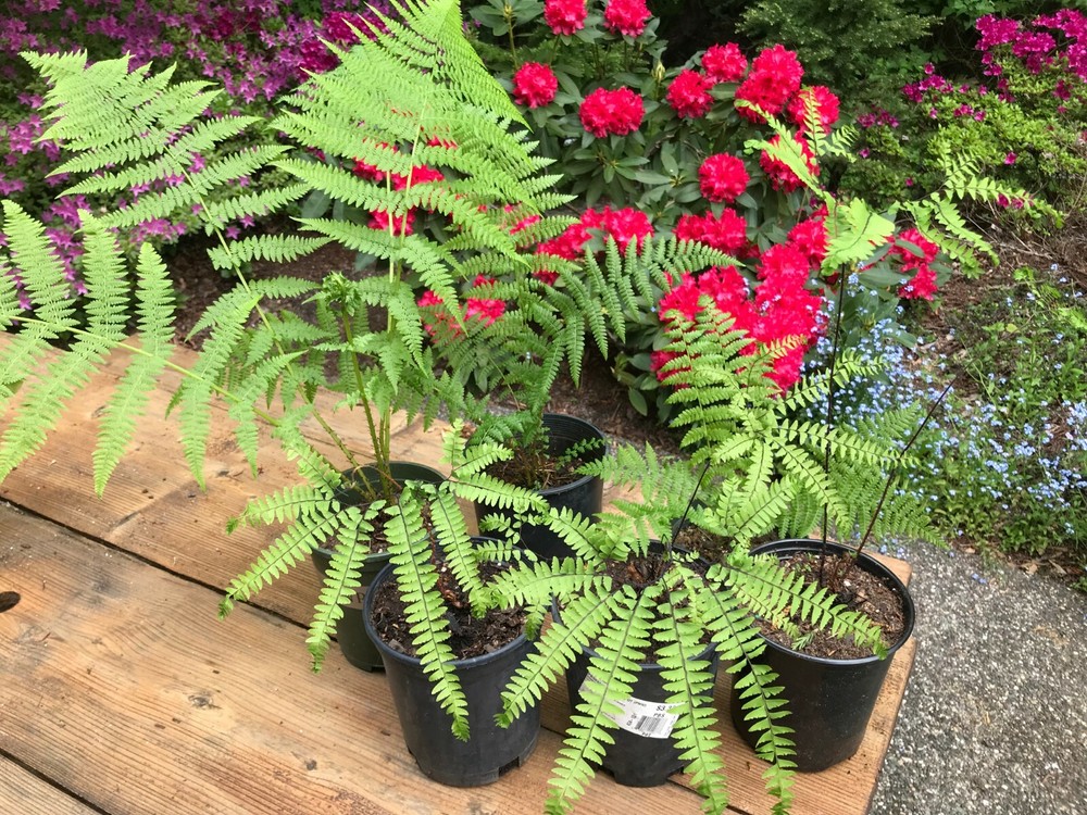Premium Potting Soil Mixture for Ferns
