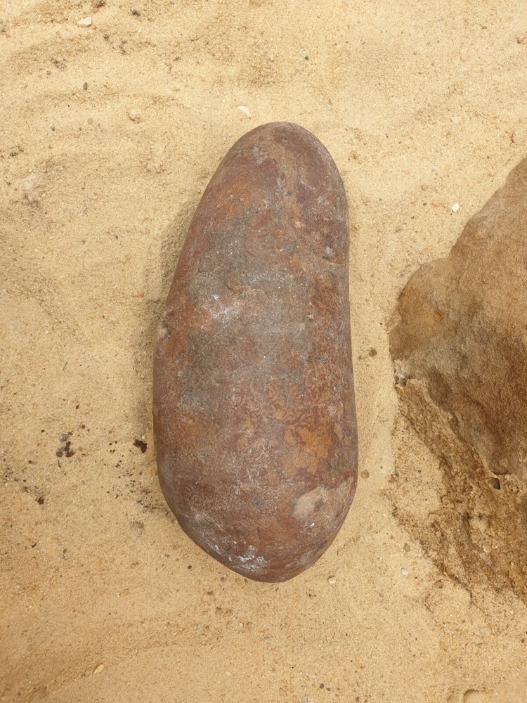 Fossil Macroolithus yaotunensis dinosaur egg fossil specimen