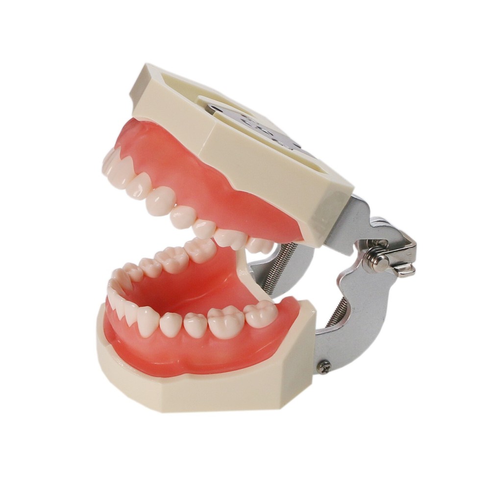 US Dental Typodont Teeth Model Kilgore NISSIN 200 Type Removeable 28 Pcs Teeth