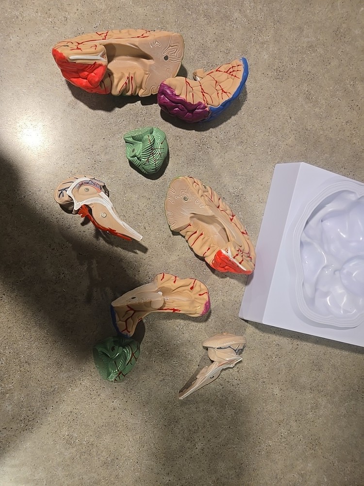 Life Size Human Brain