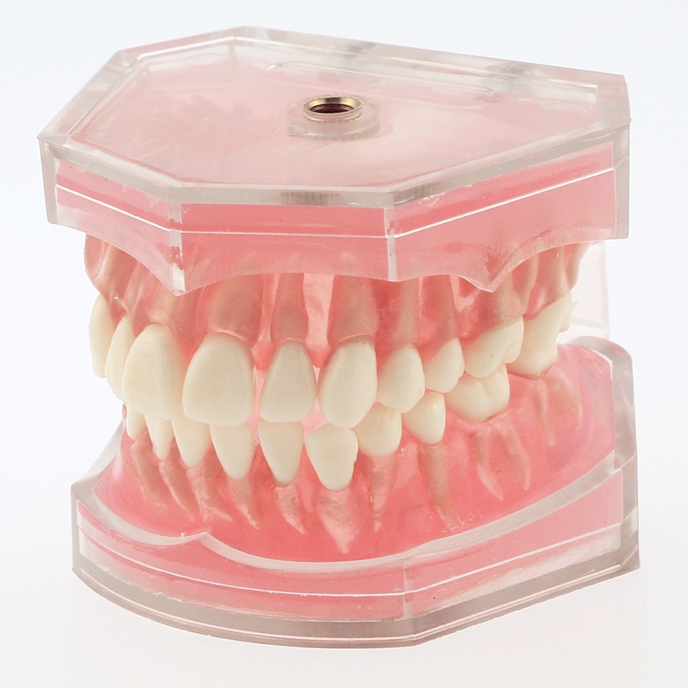 Dental Typodont Practice Removable Teeth Model Soft Gum M7008 Simulation Cheek