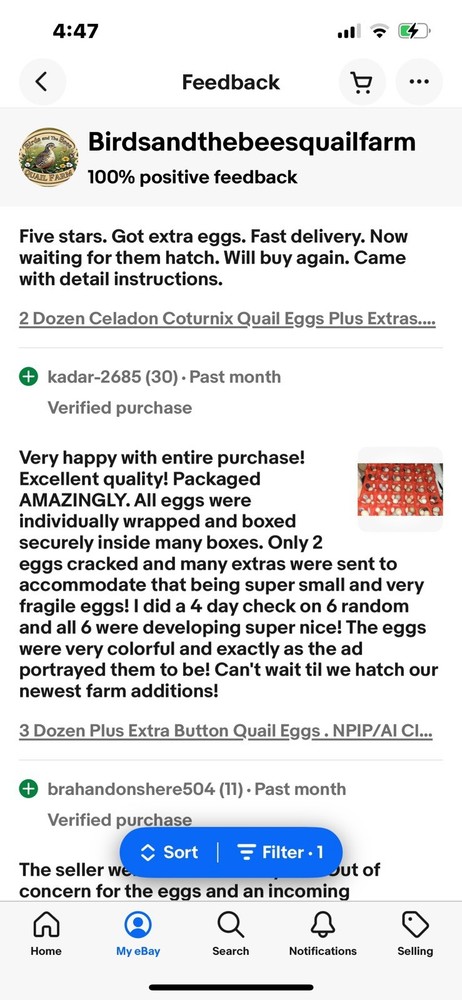 2 Dozen STANDARD Coturnix Hatching Eggs + Extra . NPIP / AI CLEAN