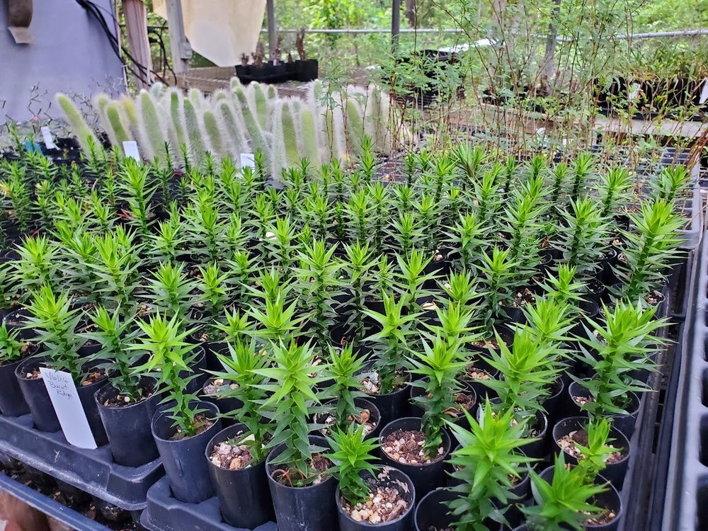 Monkey Puzzle Tree Seedlings - Araucaria