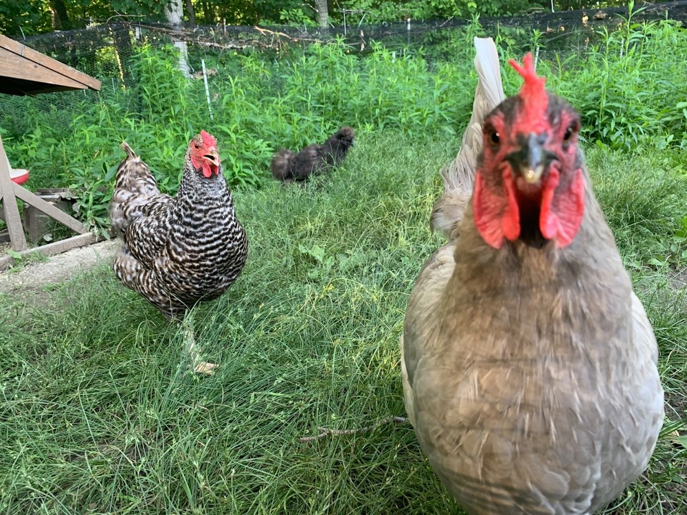 Fertilized Chicken Eggs for Hatching - One Dozen eggs - Backyard mix