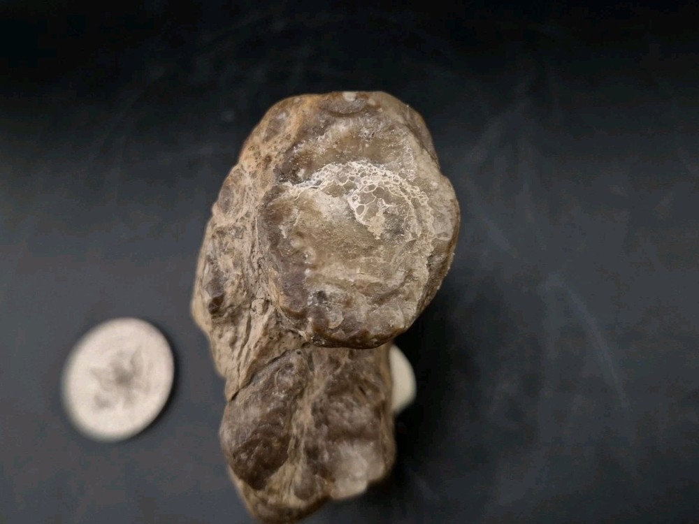 Egg Fossil Reptile 🦎 Permineralized