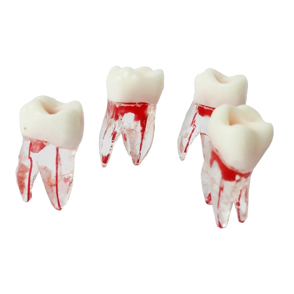 Dentist Dental Plastic Teeth Tooth Molar Teaching Analysis Model for Study