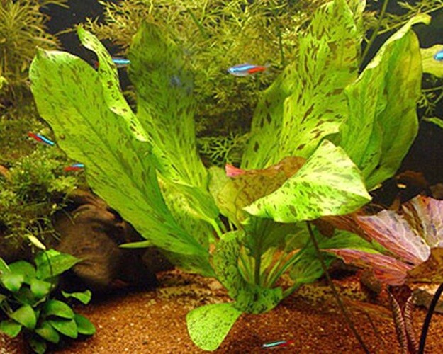 Echinodorus Ozelot Red One Bundle -Aquatic Live Plants  Shrimp Safe | Easy Low