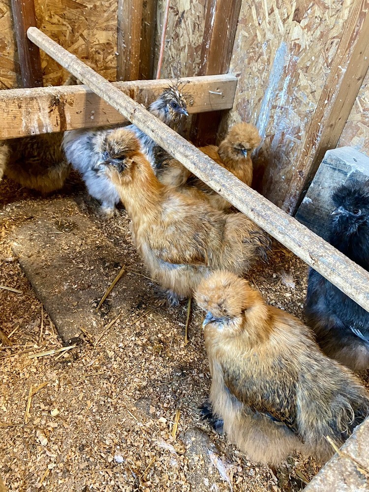 6 Purebred Bearded Silkie Hatching Eggs