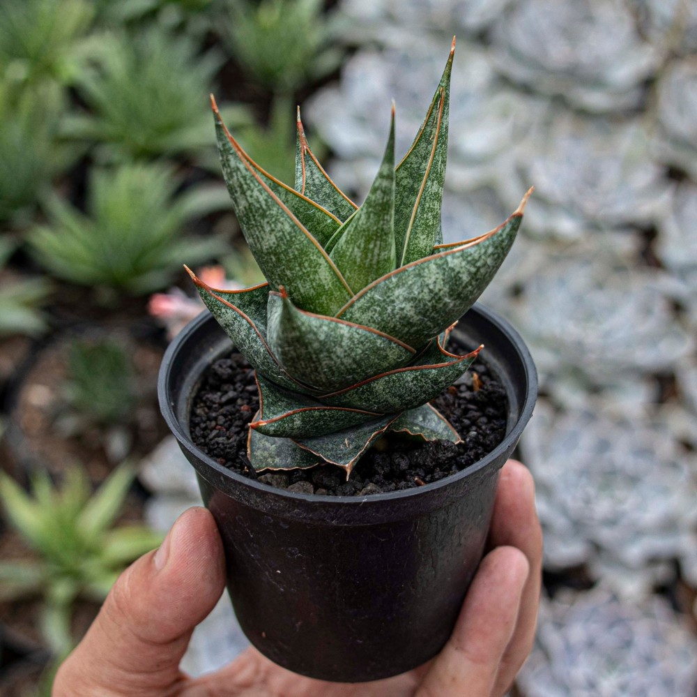 Sansevieria Prabu Rare Uniqe Snake Plant