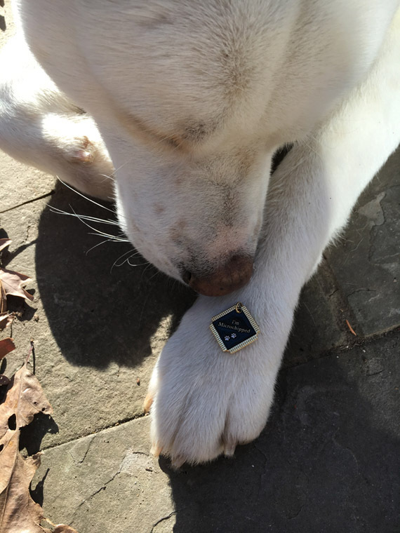 Pet Dog Cat Engraved ID Identification Emergency Tags