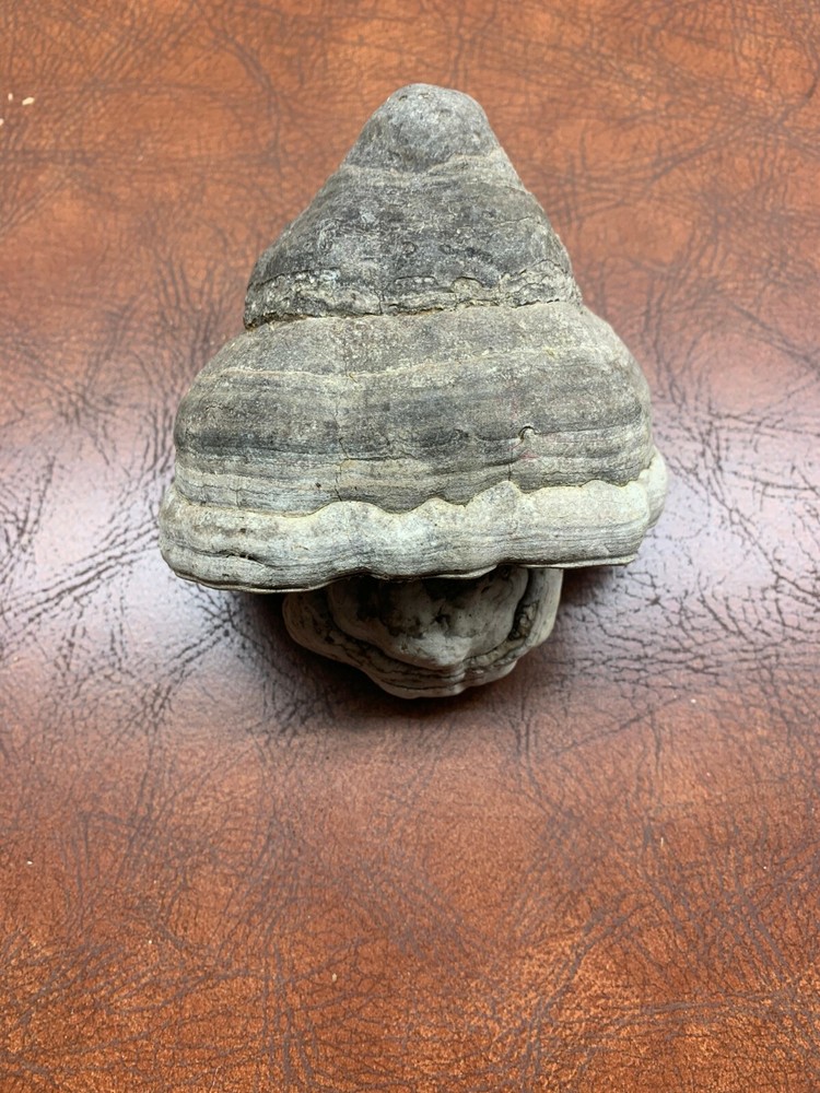 Conk, Approximately 4 x 5 Inches