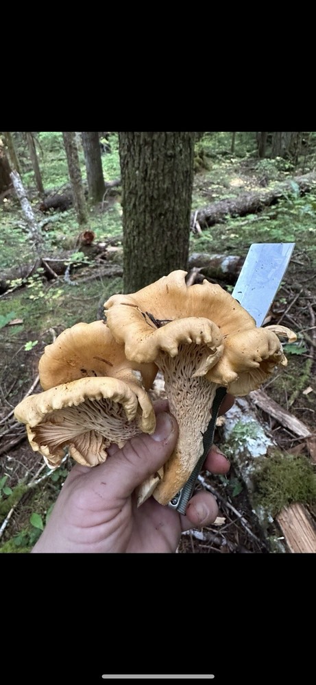 Dried Chanterelle Mushrooms - 16oz- AA Quality