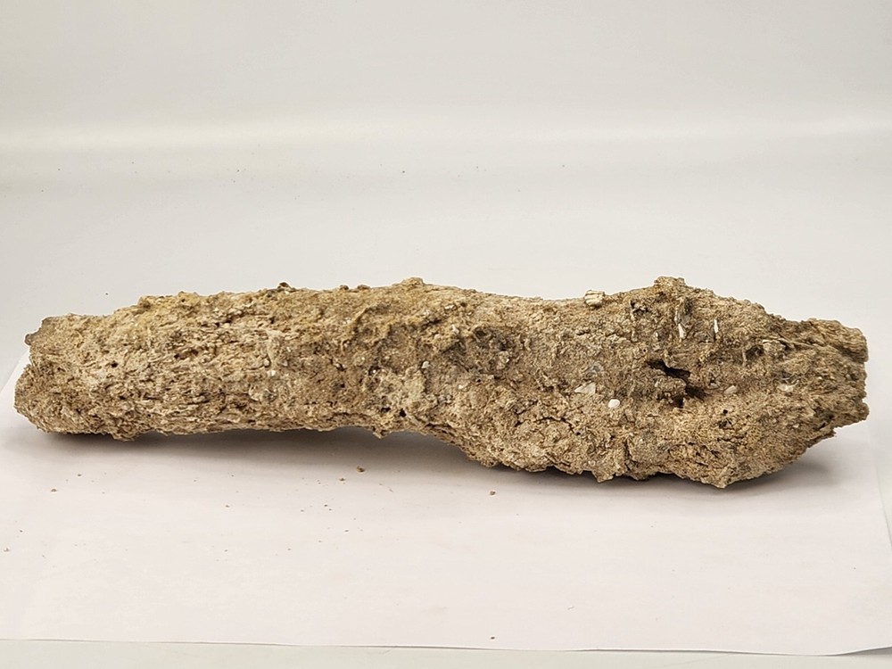 Petrified Wood Section - Florida