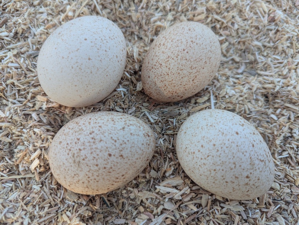 12 Narragansett Turkey Hatching Eggs Laying Now