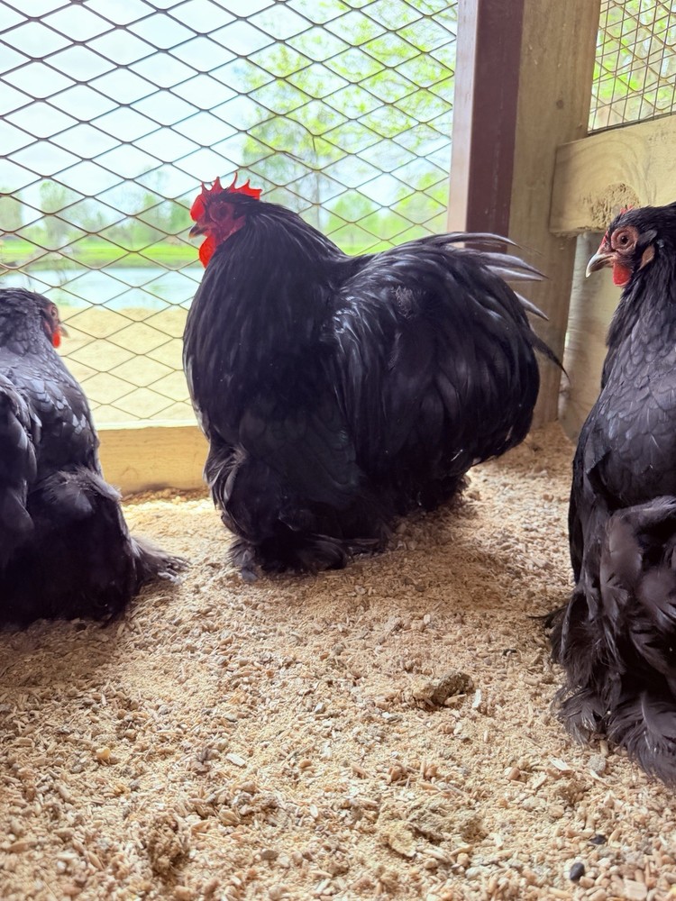 6+ Bantam Black Cochin Hatching Eggs Show Quality