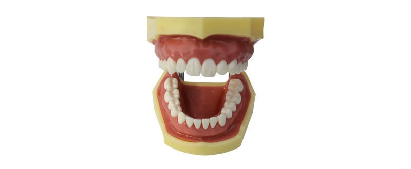 Human Teeth Model Teaching Demonstration 28 Removable Teeth Oral Care Training