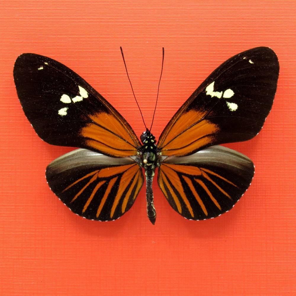 Real mounted Orange Longwing butterfly - Heliconius burneyi - A1