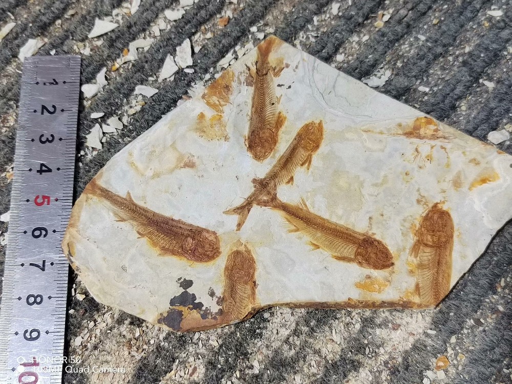 Unique and authentic ancient fossil fish like stone B010